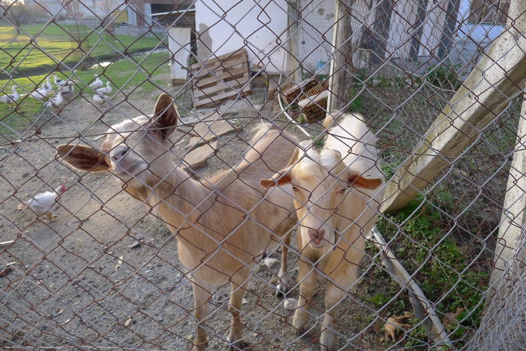 Lösung: links der Knabe beim Grinsen in die Kamera erwischt :-) Oder dachte er es ist etwas zu Essen?